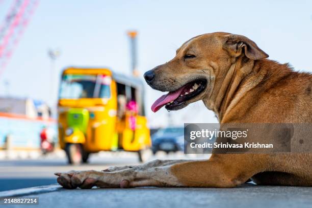 indian street dog on a peak summer afternoon - street scene stock pictures, royalty-free photos & images