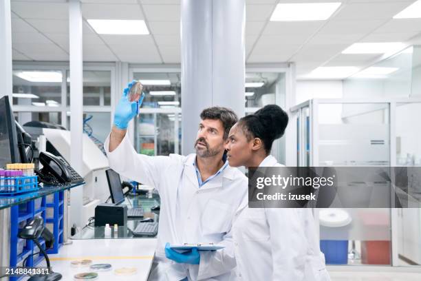 male and female scientist examining chemical in petri dish while working in laboratory - laboratory stock pictures, royalty-free photos & images