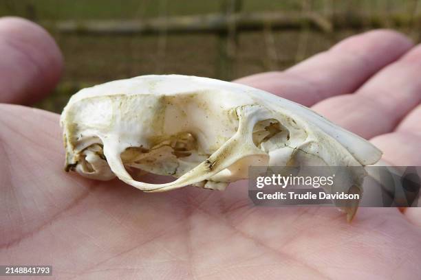 small skull - animal skull stock pictures, royalty-free photos & images
