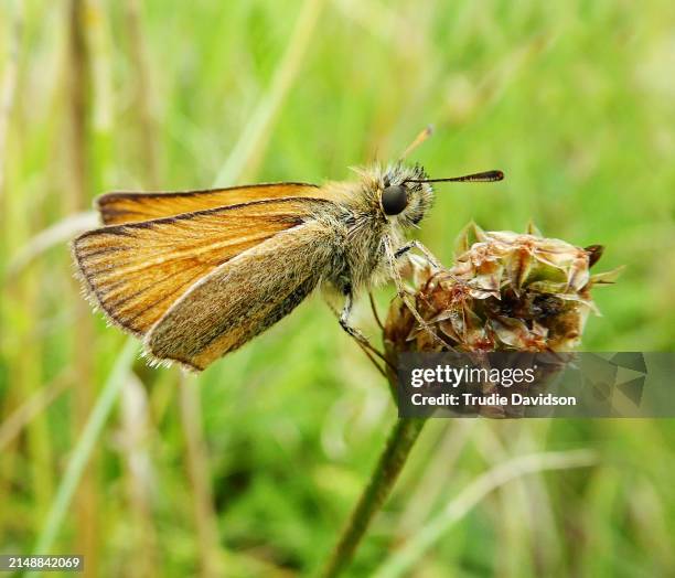 skipper butterfly - animal antenna stock pictures, royalty-free photos & images