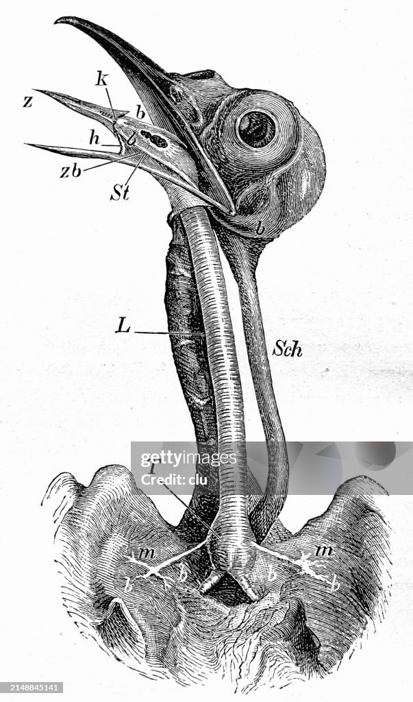 Sing thrush cross section