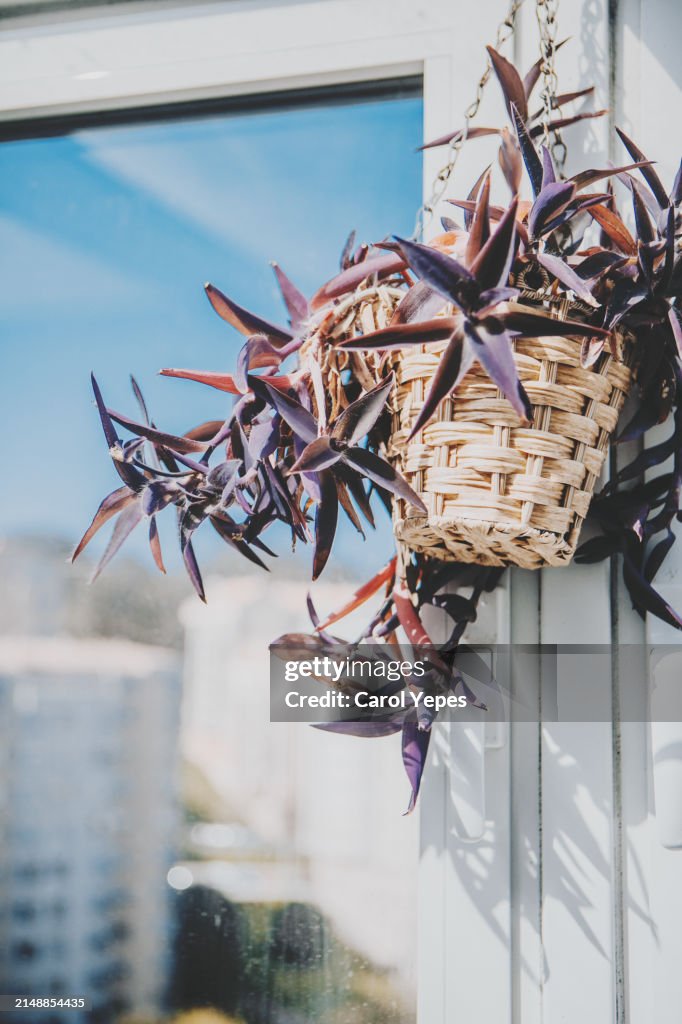 Plant hanging in window casting shadows