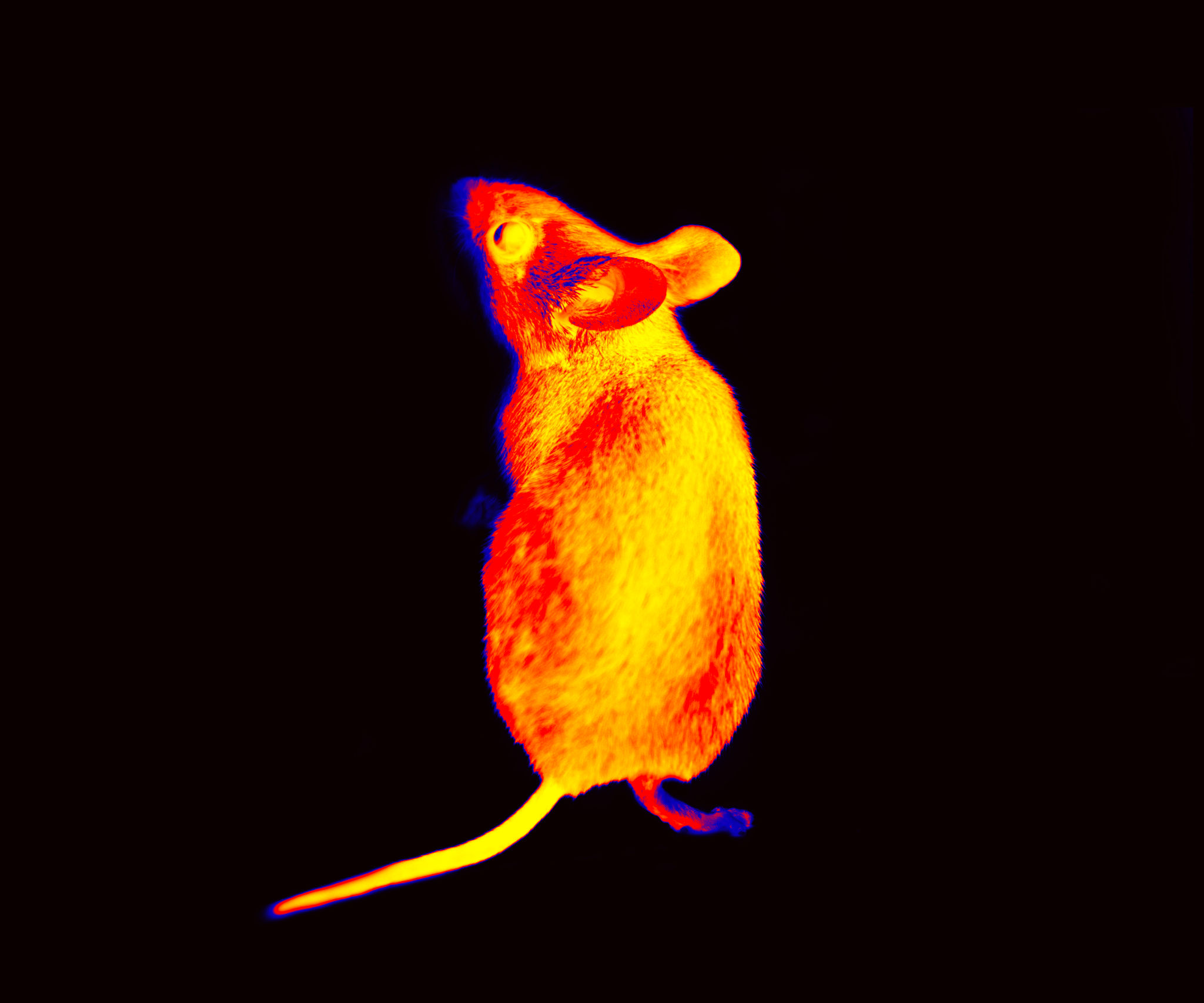 electronic pest control