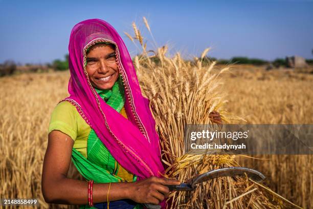 indian woman collecting a wheat, india. - village women stock pictures, royalty-free photos & images