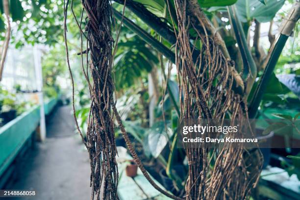 the aerial roots of a huge monstera hang from the trunk of the plant. a cultivated adult plant in a greenhouse. - monstera foto e immagini stock
