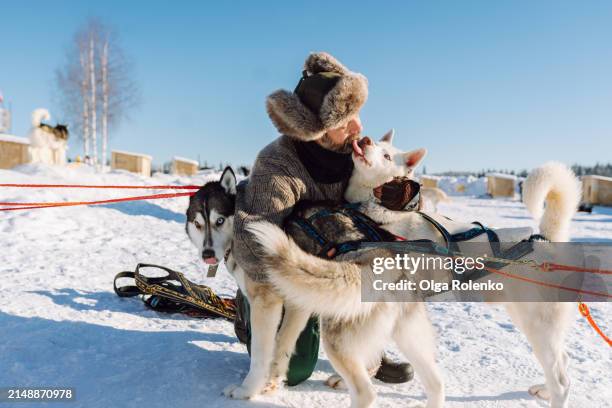 sled dogs licking their owner before the riding in sunny winter day - sled dog stock pictures, royalty-free photos & images