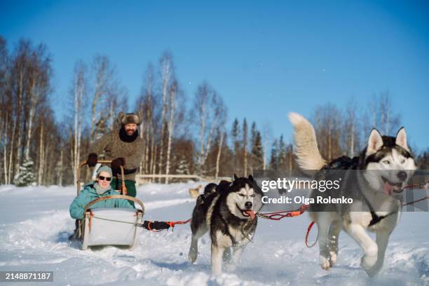 snowy husky transport: huskies navigate a sled through the snow, pulling tourists in sunny day - sled dog stock pictures, royalty-free photos & images