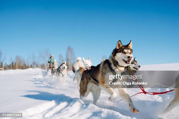 active working dogs pulling sledge with people on snowy landscape - husky imagens e fotografias de stock