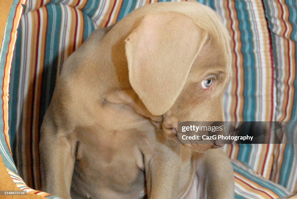 Weimaraner 8 week old puppy indoors.