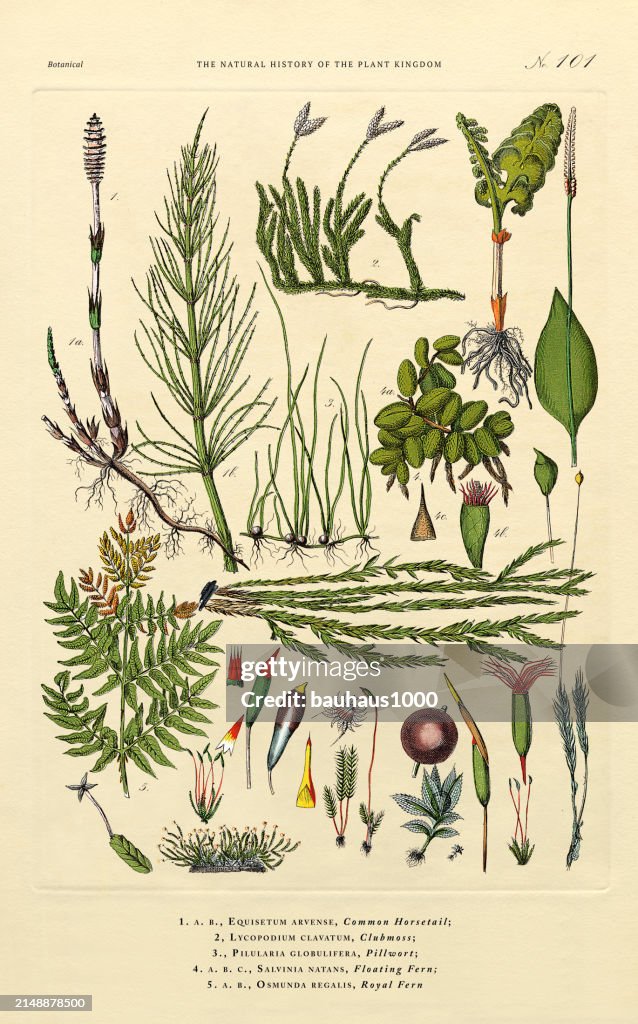 Flowering Ferns and Moss, Plant Kingdom, Victorian Botanical Illustration, Circa 1853