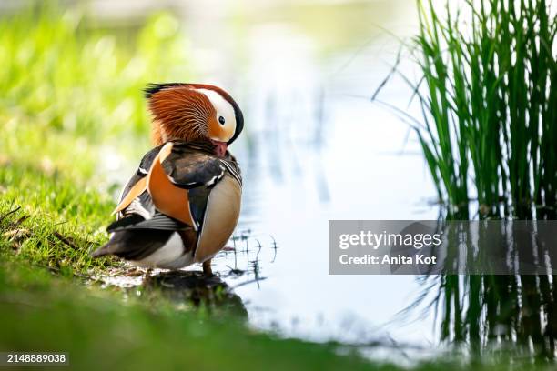 mandarin duck - animal eye stock pictures, royalty-free photos & images