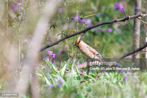 a beautiful flock of japanese waxwing (bombycilla japonica) and bohemian waxwing (bombycilla garrulus) (family ranunculaceae) descending to the ground to feed on the berries of a liriope (subfamily ranunculinae).
at arakawa river oaso park, kuagaya, sait - kumagaya saitama stock pictures, royalty-free photos & images