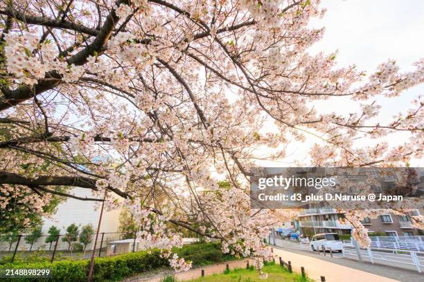 beautiful someiyoshino sakura (cerasus x yedoensis, cherry blossom) in full bloom by the riverside at sunset.
at tsurumi river, tsurumi ward, yokohama city, kanagawa prefecture, japan.
taken on april 12, 2024. - yokohama stock pictures, royalty-free photos & images