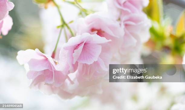 subtle pastel pink cherry blossoms sprigs - feuille arbre stock pictures, royalty-free photos & images