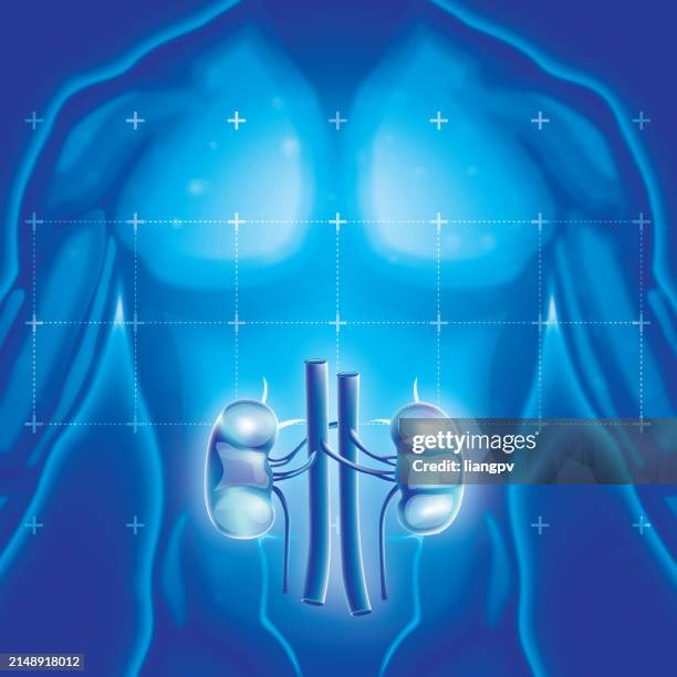 ilustrações de stock, clip art, desenhos animados e ícones de human kidney - rim órgão interno