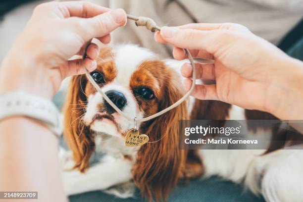 the woman puts on a collar with a tag that says “i want to go home.” - phone number stock pictures, royalty-free photos & images