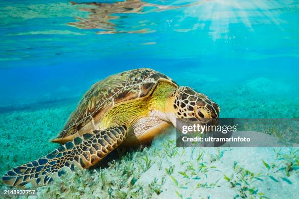 sea turtle underwater explore and enjoy, with green turtle eating sea grass on sandy bottom. sea life - pradera marina fotografías e imágenes de stock