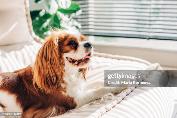 cute cavalier king charles spaniel relaxing on the sofa at home. - cavalier king charles spaniel stock pictures, royalty-free photos & images