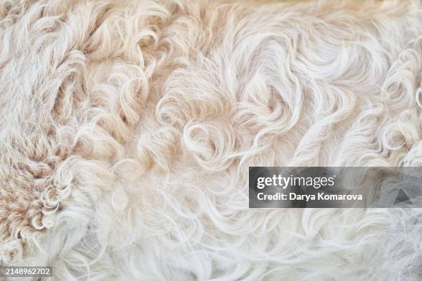 close up hair of the golden retriever is curly and beige. beige background, animal wavy fur with copy space. - animal hair stock pictures, royalty-free photos & images