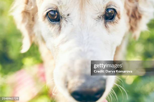 a close up portrait of a labrador retriever, a domestic dog, old and gray-haired, looks at the camera. - labrador-beige foto e immagini stock