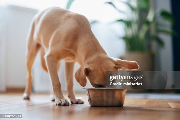 simpatico cane giallo che mangia da una ciotola a casa - cagnolino foto e immagini stock