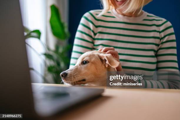 anonymous woman working from home while being distracted by her puppy - zoom in stock pictures, royalty-free photos & images