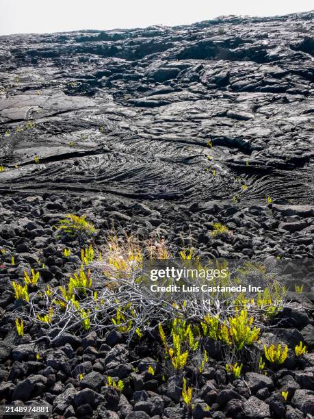Hawaiian Rocks 12 Hawaiian Pile Of Rocks Stock Photos, High-Res Pictures, and Images ...