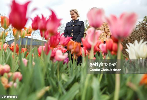 Sophie, Duchess Of Edinburgh smiles during her visit to Yeo Valley Farm on April 17, 2024 in Blagdon, England.