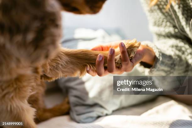 ¡dame tu pata! - mano de animal fotografías e imágenes de stock