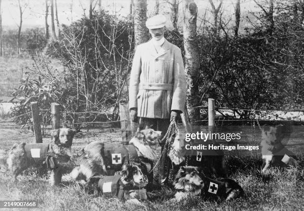 Maj. Richardson and British Red Cross dogs, between 1914 and circa 1915. Lieutenant Colonel Edwin H. Richardson with Red Cross war dogs during World...