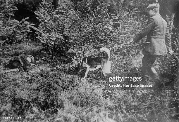 German Red Cross dog seeking wounded, between 1914 and circa 1915. German man with a Red Cross dog searching for wounded soldiers during World War I....