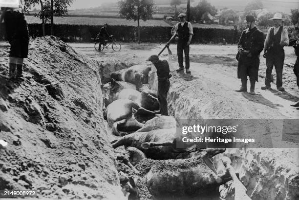 Burying horses, Battlefield of Haelen, 1914. Dead horses being buried in a trench after the Battle of Haelen which was fought by the German and...