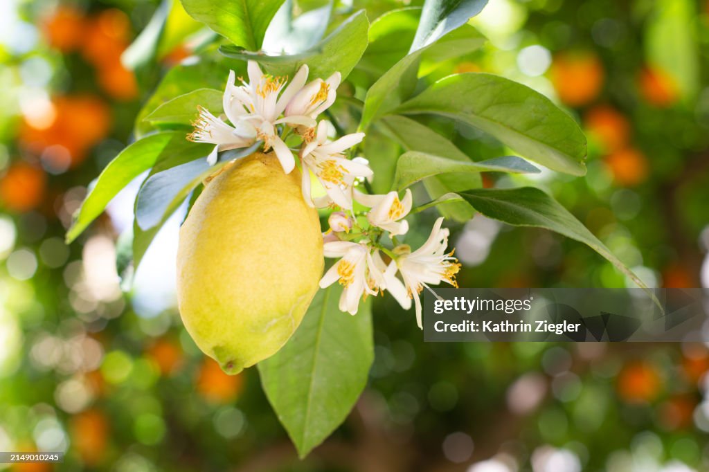 Ripe lemon and lemon flowers growing on tree