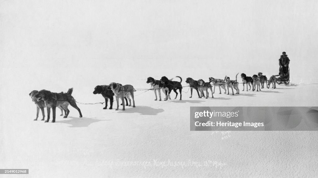 Dog Team At Seventh All Alaska Sweepstakes