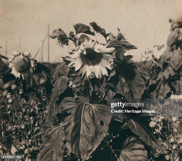 Sunflower, 1910. From album: Views in the Ural Mountains, survey of industrial area, Russian Empire. Creator: Sergey Mikhaylovich Prokudin-Gorsky.