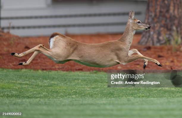 Deer runs across the fairway during the pro-am prior to the RBC Heritage at Harbour Town Golf Links on April 17, 2024 in Hilton Head Island, South...
