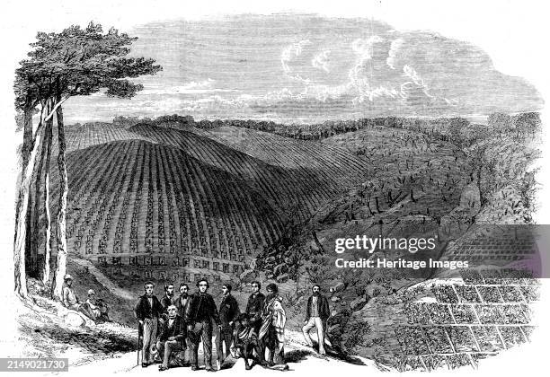 Peruvian bark tree plantations in the Neilgherry Hills, India: Sir William Denison, Governor of Madras, planting the first tree in a new plantation,...
