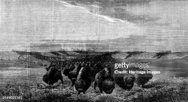 Herd of Bisons crossing a River Bottom on the Upper Missouri, by W. J. Hays, 1862. Engraving of a painting. 'In crossing the richer pastures of the...