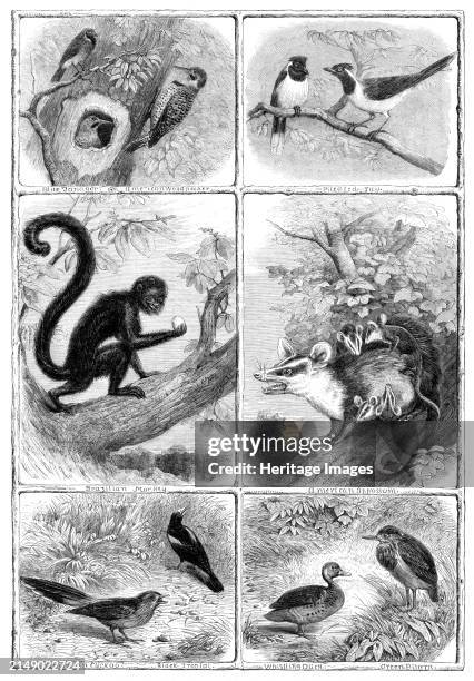 Recent additions to the Zoological Society's Collection, Regent's Park, 1864. 'These have all been imported from various parts of the American...