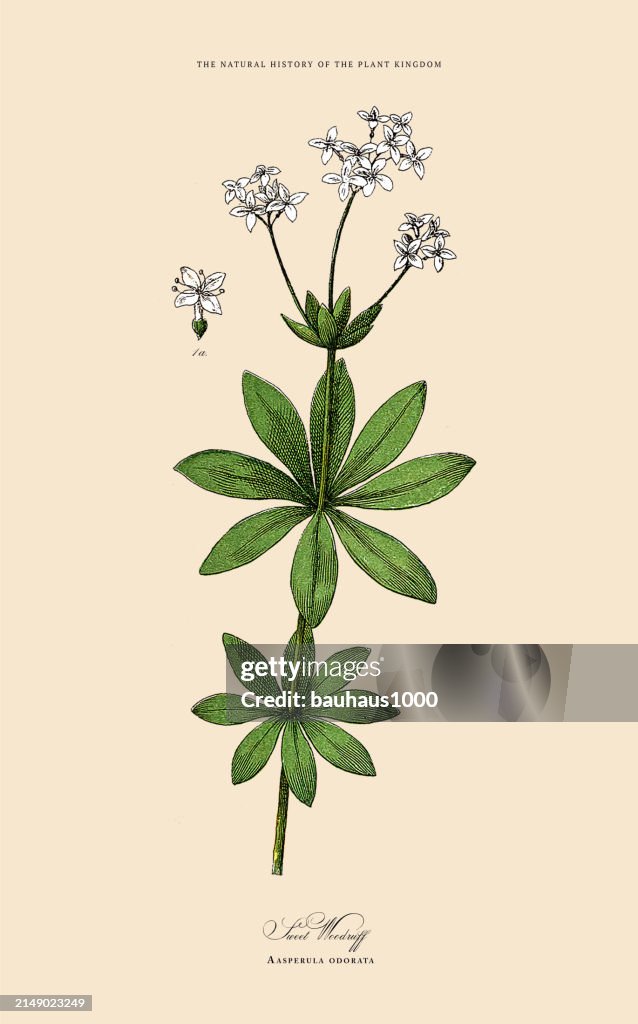 Flowering Plants, Plant Kingdom, Victorian Botanical Illustration, Circa 1853