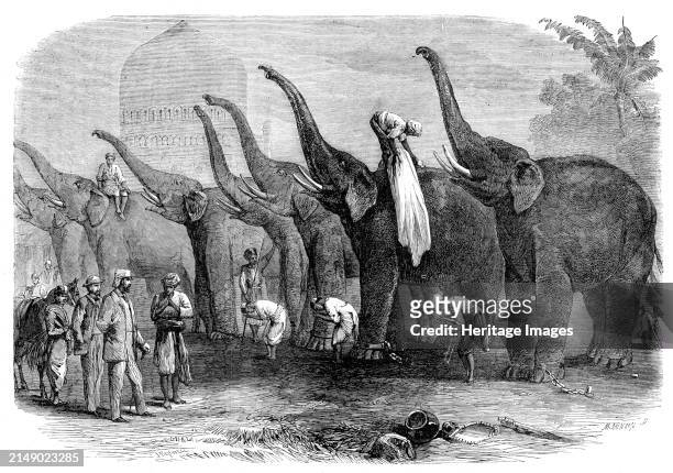 Squad of elephants saluting the Commandant at Dinapore, India, 1864. 'The Illustration affords another evidence of the elephant's sagacity, and a...