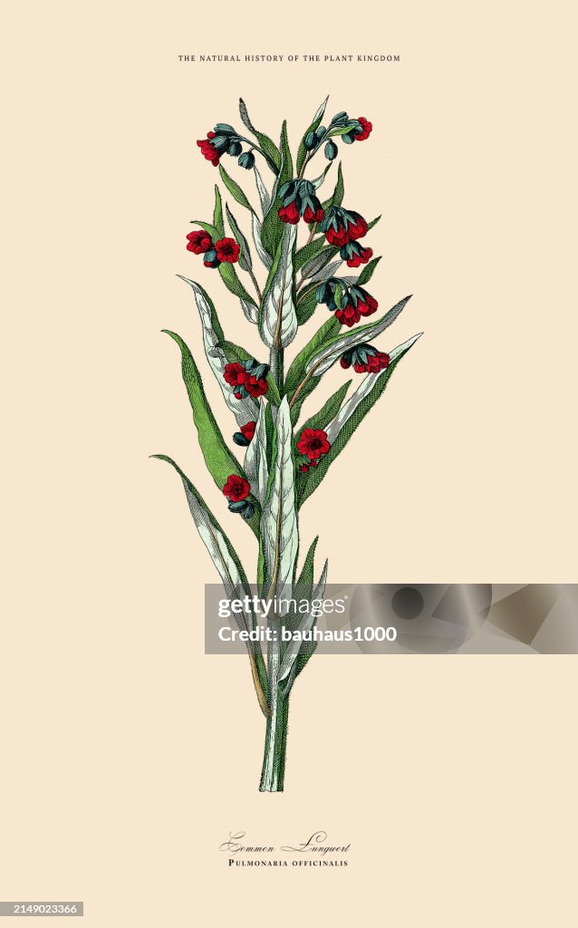 Ornamental Plants, Plant Kingdom, Victorian Botanical Illustration, Circa 1853