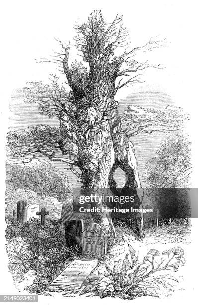 Ancient yew-tree at Palmerston, [Ireland]. 1864. Engraving from a sketch by Mr. Wakeman. 'Adjoining the church, a few yards to the south-eastward,...