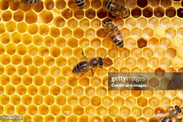 close up view of young bees inside the hive working hard to produce honey. - beeswax stock pictures, royalty-free photos & images