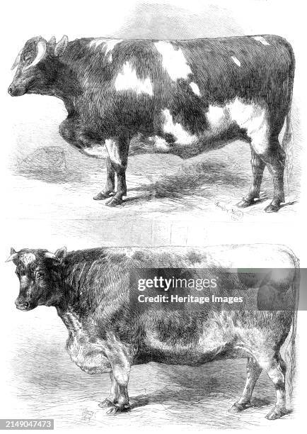 Prize animals at the Smithfield Club Cattle Show, 1864. 'Mr. J. W. Kirkham's shorthorn steer...[Kirkham] won the Smithfield silver cup for the best...