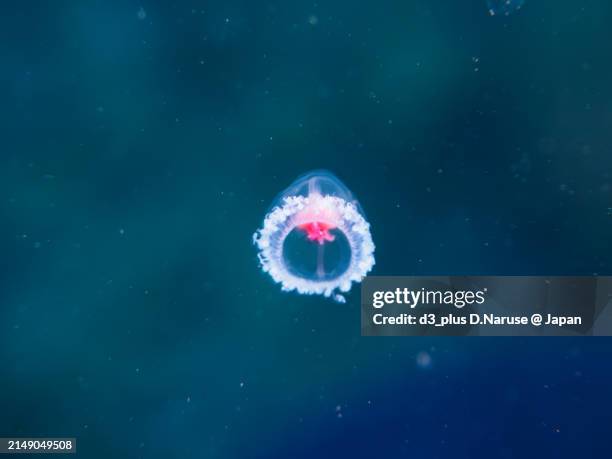 the mysterious immortal jellyfish (turritopsis nutricula) are said to live forever .at hirizohama beach, by ferry from nakagi, minami-izu-cho, izu peninsula, shizuoka prefecture, japan.photographed underwater in 2023. - eternity stock pictures, royalty-free photos & images