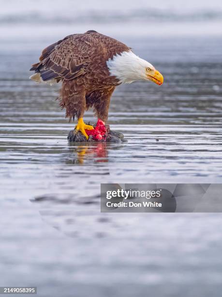 oiseaux sur l’île de vancouver colombie-britannique - pacific rim national park reserve photos et images de collection