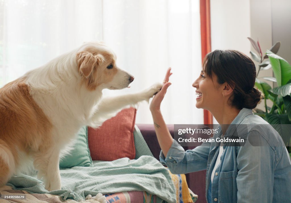 Woman, dog and paw high five in home or learning trick on sofa for animal behaviour, obedience or support. Female person, pet and owner best friend or bonding together in apartment, playing or happy