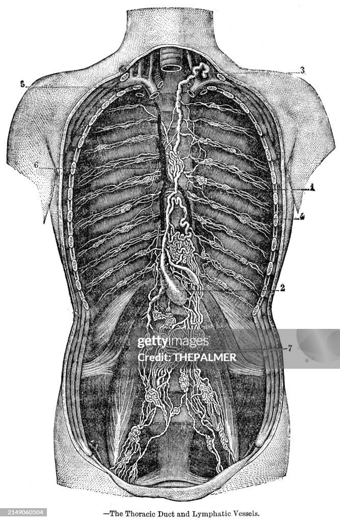 The thoracic duct and lymphatic vessels anatomy engraving 1881