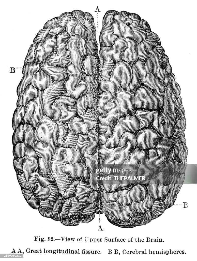 View of Upper surface of the Brain in the Middle Line anatomy engraving 1881